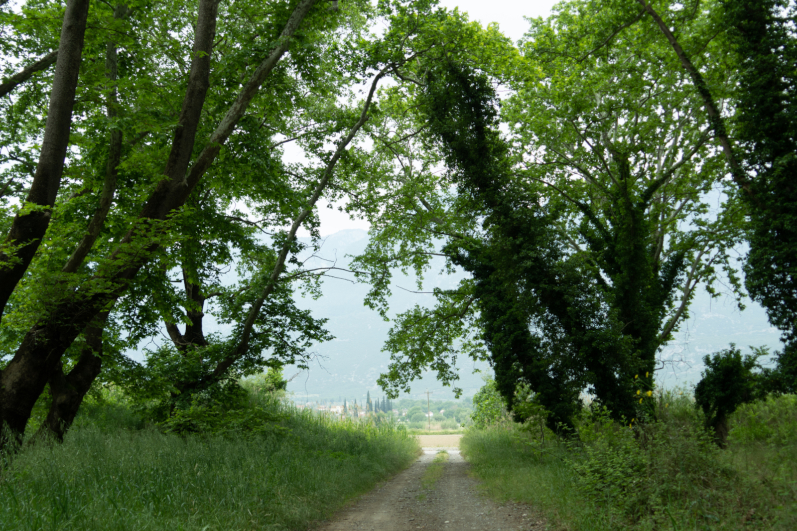 Bosque de plátanos de sombra - Delta del Esperqueo 